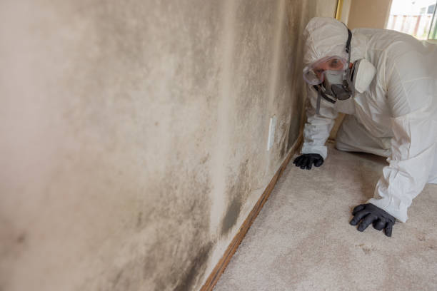 Biohazard Mold Removal in Coalfield, TN